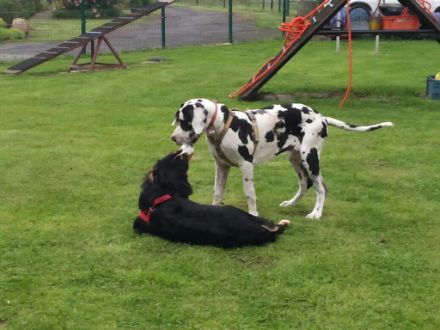 Mobile Hundeschule Karin Schnieders