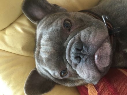 Bot (wir nennen ihn Yoda)