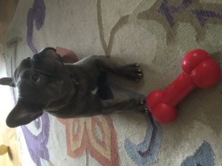 Bot (wir nennen ihn Yoda)