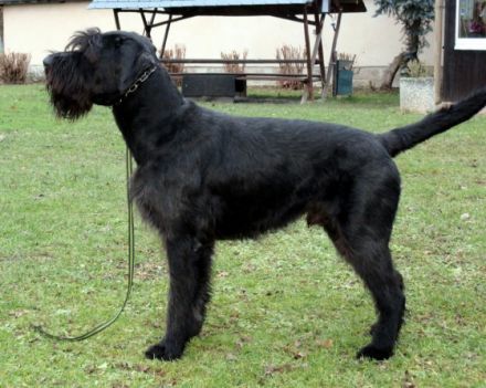 HELLBOY of Royal's Island