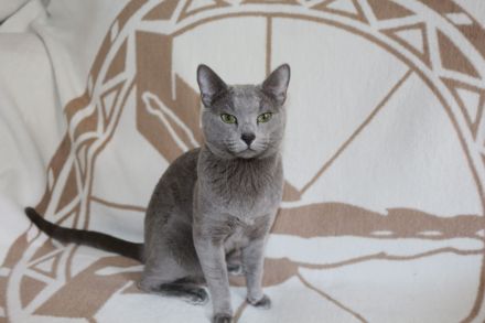 Russisch Blau Gr.In.Ch.Dekckater.