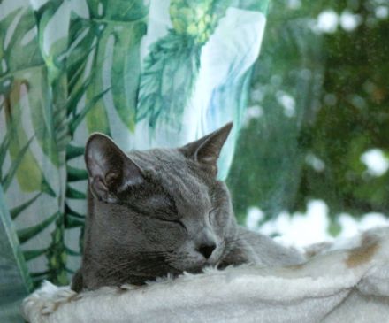 Russisch Blau Gr.In.Ch.Dekckater.