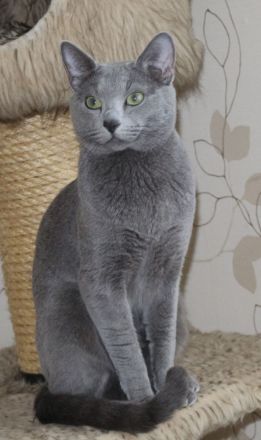 Russisch Blau Gr.In.Ch.Dekckater.