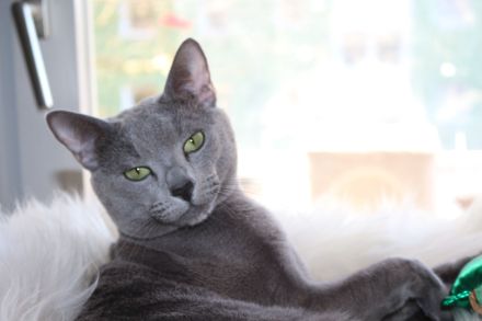 Russisch Blau Gr.In.Ch.Dekckater.