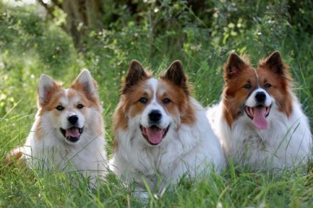 Hundezentrum Emsland