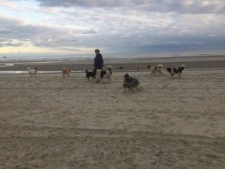 Hundezentrum Emsland