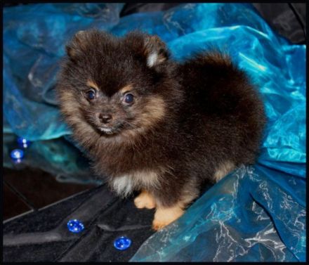 1 Pomeranianhündinwelpen bluemerle, 2 Hündinnenwelpen