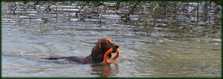 DTK Leipzig e.V. - Verein für Dackel und kleine Hunde