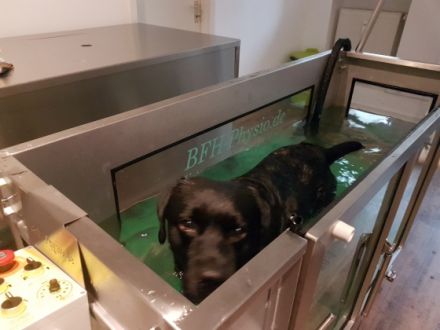 RunDogs Hundephysiotherapie