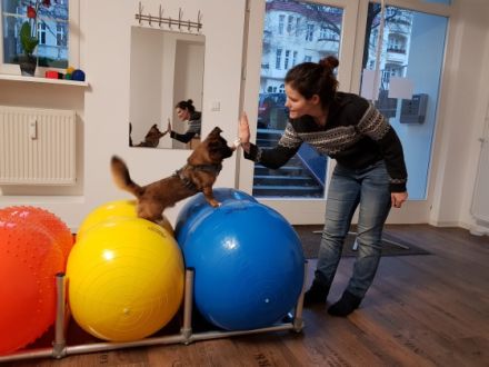 RunDogs Hundephysiotherapie