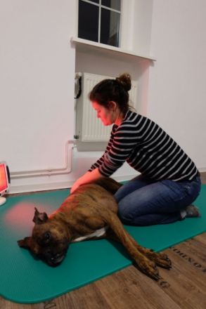 RunDogs Hundephysiotherapie