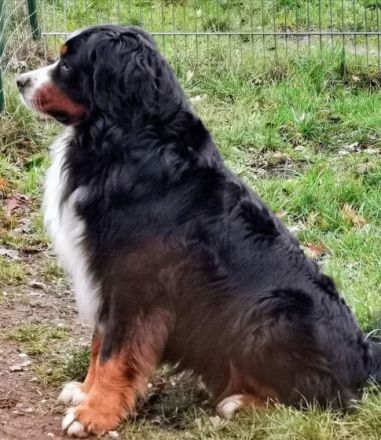 Benito Baku von den Brüner Höhen