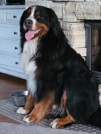 Benito Baku von den Brüner Höhen