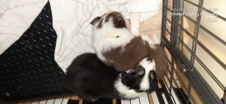 Star Guardian's "Chip" Skydancer