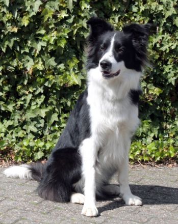 Star Guardian's "Chip" Skydancer