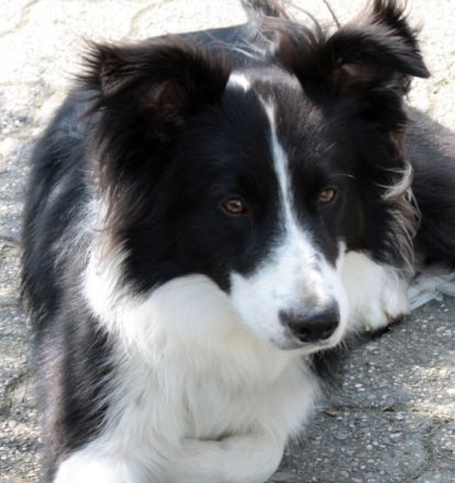 Star Guardian's "Chip" Skydancer