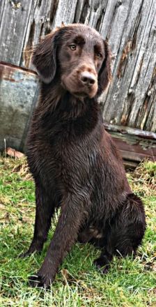 Dealer vom Altenberg ,,Muffin"