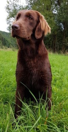 Dealer vom Altenberg ,,Muffin"