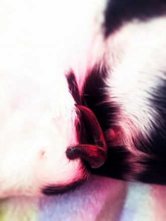 CareBalance Tierphysiotherapie & Tierkommunikation