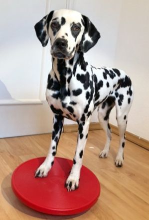 CareBalance Tierphysiotherapie & Tierkommunikation