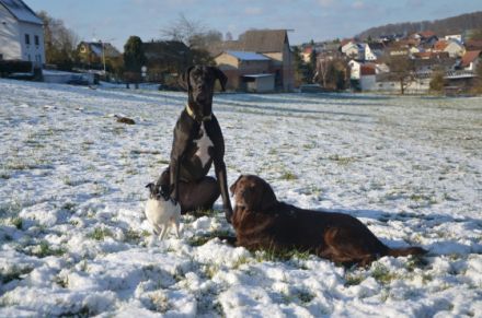 the doghouse - Ihr professioneller Hundeservice