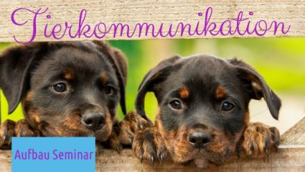Tierkommunikation Aufbau Seminar_Andrea Schädel