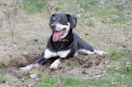 Hundetrainer Schnelsen