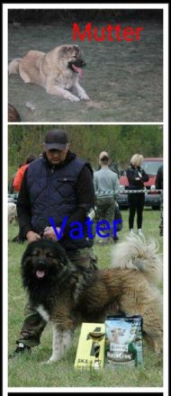 4 Mädchen und 3 Jungs Welpen