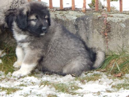4 Mädchen und 3 Jungs Welpen