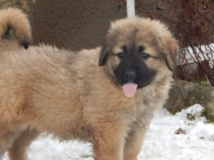 4 Mädchen und 3 Jungs Welpen