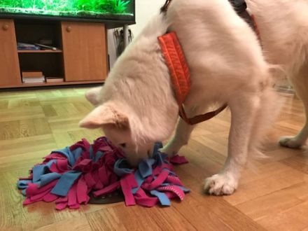 Hundeschule Andrea Winkler