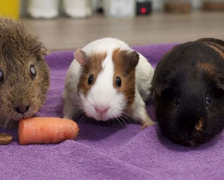 Tierarztpraxis Alt-Bemerode