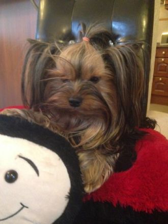 Bildschöne kleine feine Yorkshire Terrier Babys