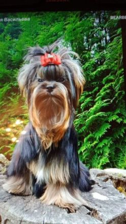 Bildschöne kleine feine Yorkshire Terrier Babys