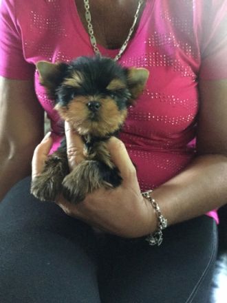 Bildschöne kleine feine Yorkshire Terrier Babys