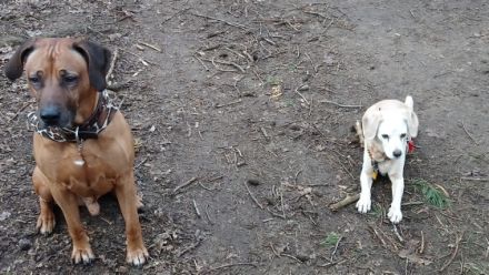 Hundeausführservice Dogs in Nature