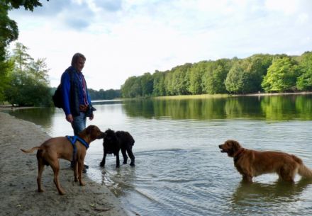 Hundeausführservice Dogs in Nature