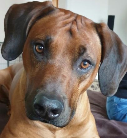 Bruno von der alten Aue