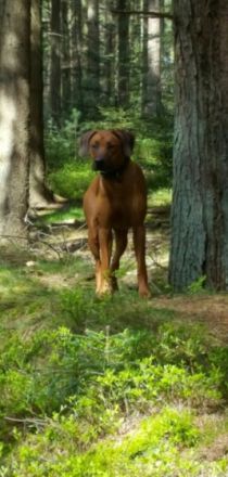 Bruno von der alten Aue