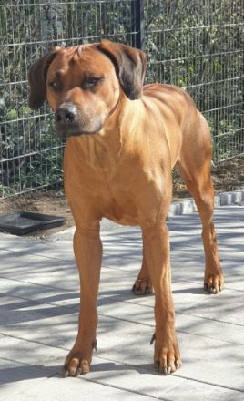 Bruno von der alten Aue