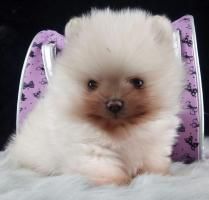 Pomeranianwelpen schokomerle,orange-,braungescheckt