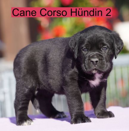 von den Pretorianern