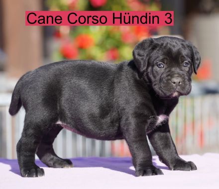 von den Pretorianern