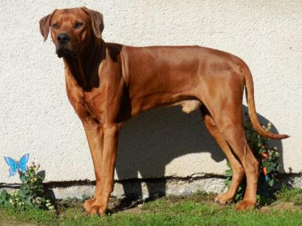 Enyo Morani of Sun Place Ranch