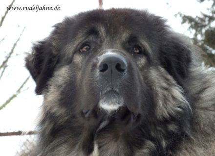 Frohe Nachricht vom Rudeljahnehof. Wir haben Welpen.