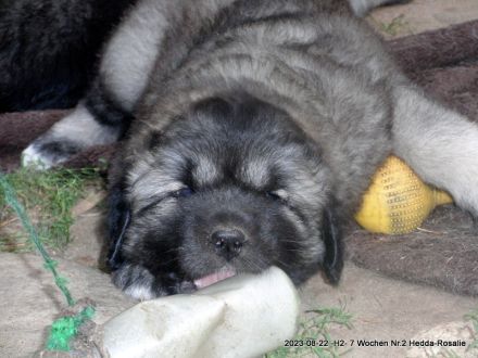 Frohe Nachricht vom Rudeljahnehof. Wir haben Welpen.