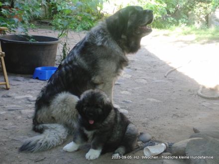 Frohe Nachricht vom Rudeljahnehof. Wir haben Welpen.