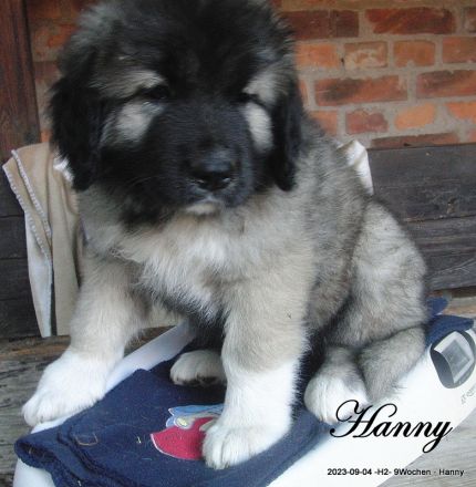 Frohe Nachricht vom Rudeljahnehof. Wir haben Welpen.