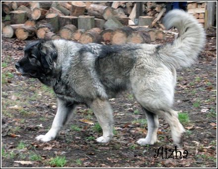 Frohe Nachricht vom Rudeljahnehof. Wir haben Welpen.