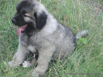 Frohe Nachricht vom Rudeljahnehof. Wir haben Welpen.